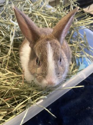 Photo of Baby Bunny (Adoption Ambassador)