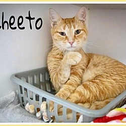 Photo of Cheeto (FCID# 04/24/2024 - 55 Trainer)