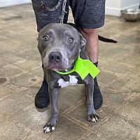 adopt a pet