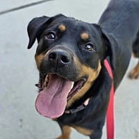adopt a pet