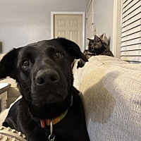adopt a pet