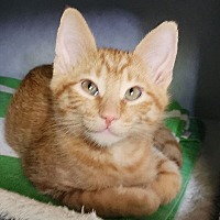 adopt-pet