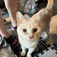 adopt-pet