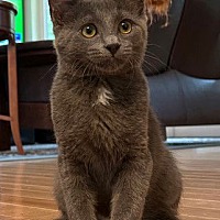 adopt a pet