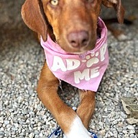 adopt a pet