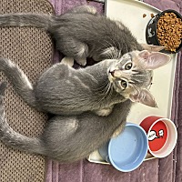 adopt a pet