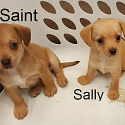 Thumbnail photo of Sawyer, Sonny, Saint, Sally #3