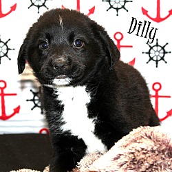 Thumbnail photo of Dilly~adopted! #3