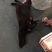 adopt a pet
