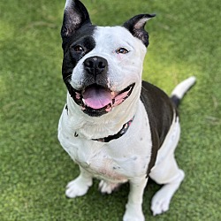 Photo of Jada (BONDED MUST BE ADOPTED WITH BELLA)