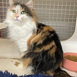 Photo of Misty - at Petco in Germantown
