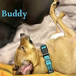 Thumbnail photo of BUDDY #4