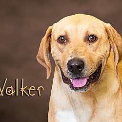 Photo of Walker