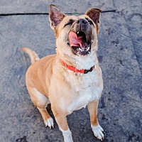 adopt a pet