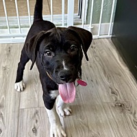 adopt a pet