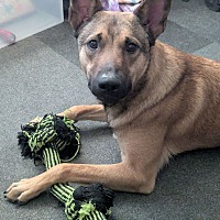 adopt a pet