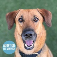 adopt a pet