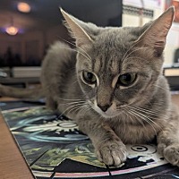 adopt a pet