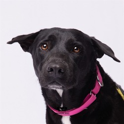 Photo of Lica, adoptable Labrador Retriever in Land O'Lakes, Florida