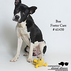 Thumbnail photo of Boe  (Foster) #4