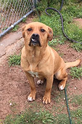 American bulldog black mouth cur mix cheap
