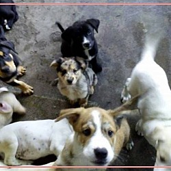 Thumbnail photo of Aussies -Labradors bunch #4