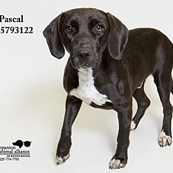 Thumbnail photo of Pascal #1