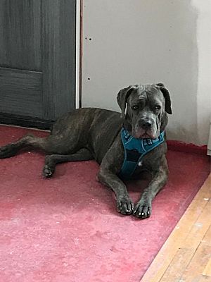 Brooklyn Ny Cane Corso Meet Zoey A Pet For Adoption