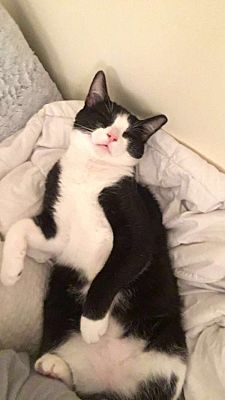 Utica Ny American Shorthair Meet Thor A Pet For Adoption