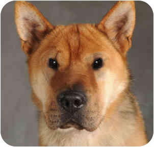 Chicago Il Shar Pei Meet Mama Bear A Pet For Adoption