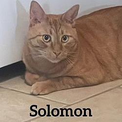 Thumbnail photo of Solomon #1