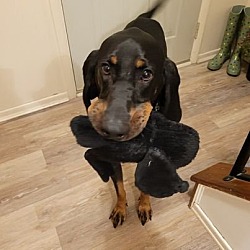 Photo of Figaro *COURTESY POST*