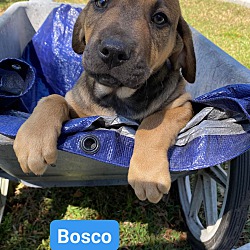 Thumbnail photo of Bosco #2