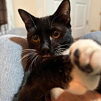 adopt a pet