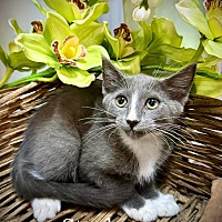 adopt a pet