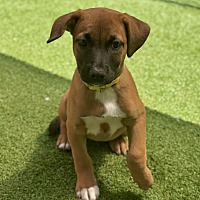 adopt a pet