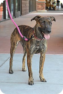 australian shepherd australian cattle dog mix halo adopted dog chandler az dutch shepherd australian australian shepherd australian cattle dog mix halo adopted dog chandler az dutch shepherd australian