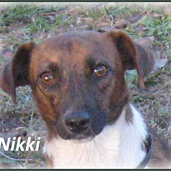Thumbnail photo of Nikki -Adoption Pending #2