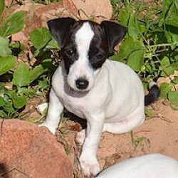 Photo of Adopt Satin Jack Russell puppy