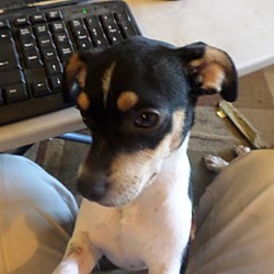 Thumbnail photo of Kylo (adoption pending) #3