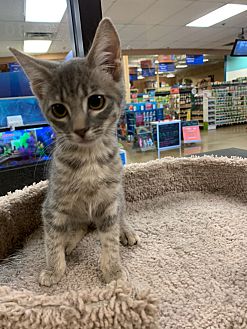 Cat for adoption - Kittens at Midlothian PetSmart store, a