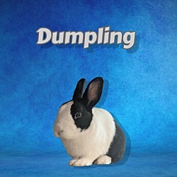 Photo of Dumpling