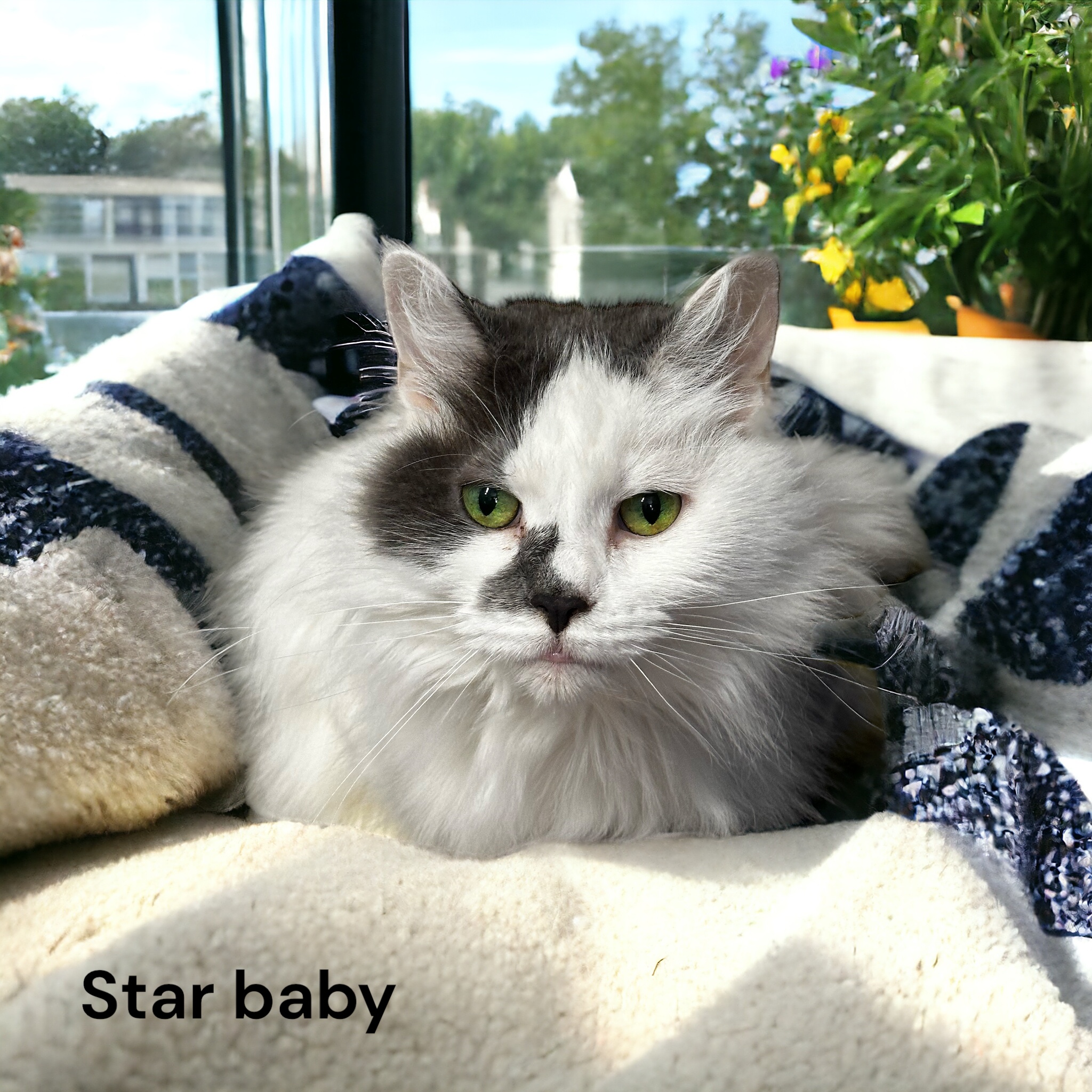 Photo of Star Baby