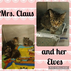 Thumbnail photo of Mrs. Claus #3