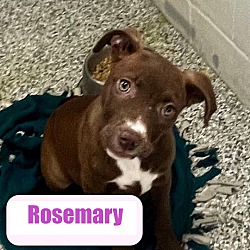 Photo of Rosemary