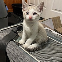 adopt a pet