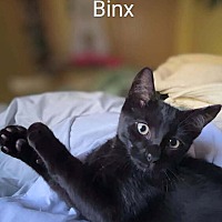 adopt a pet