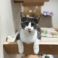 adopt a pet