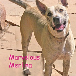 Thumbnail photo of Merlina #1