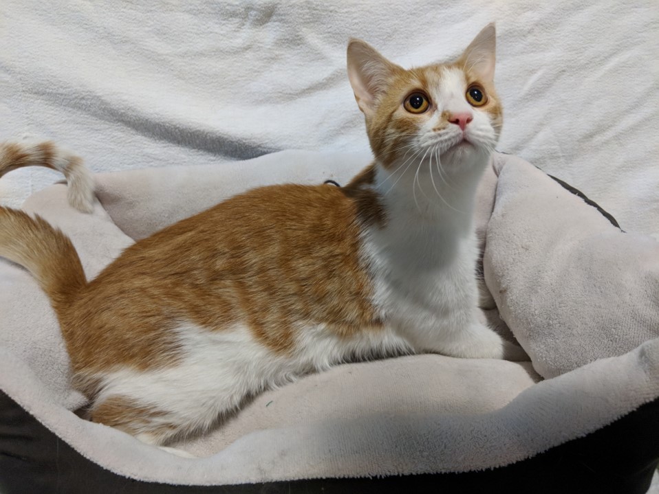 Red Wing Mn Domestic Shorthair Meet Munchkin A Pet For Adoption